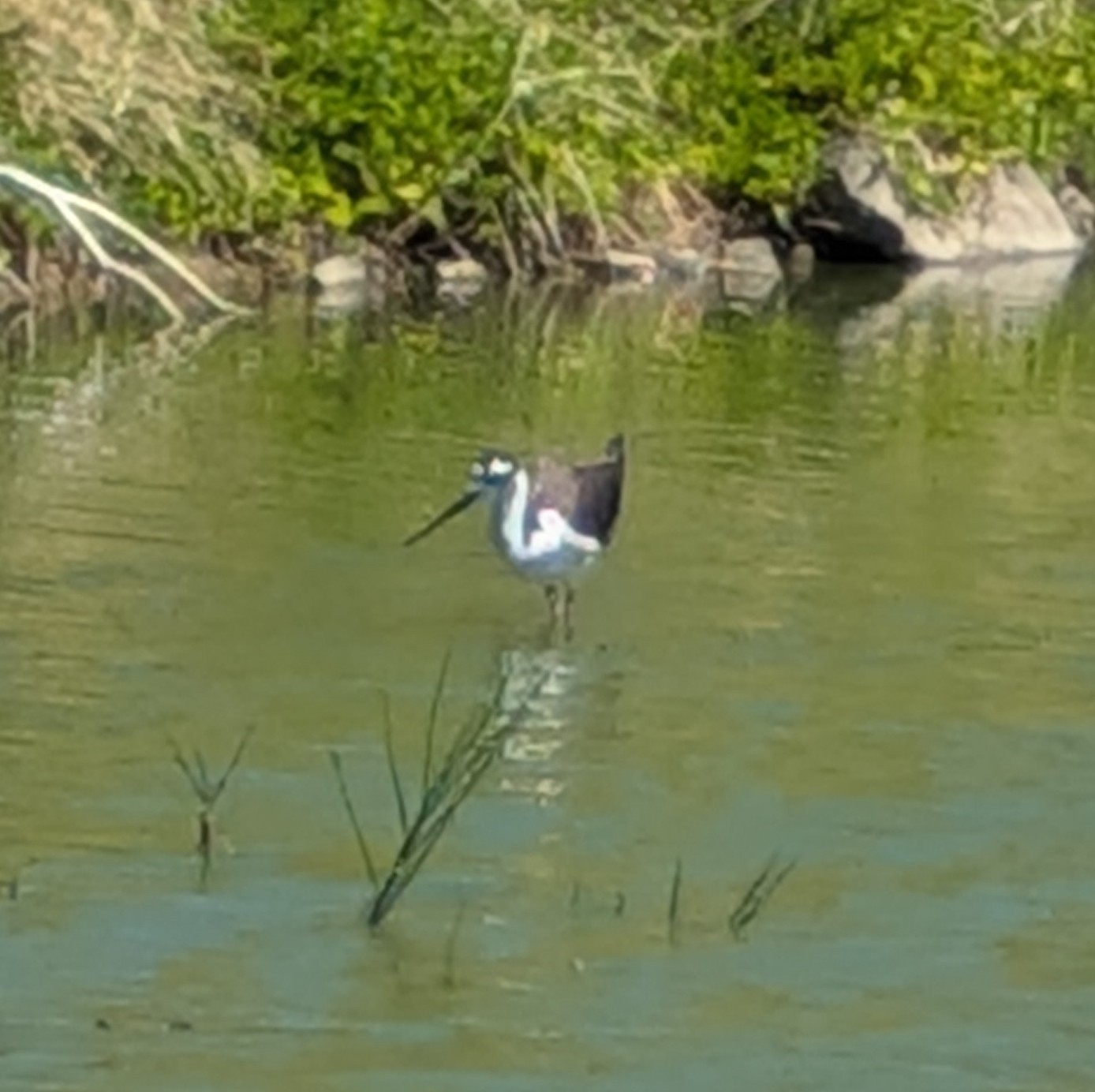 Black-necked Stilt