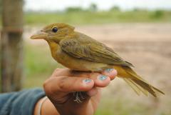 Piranga rubra