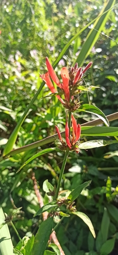 Image of Dicliptera squarrosa by (c) Rafael Tosi, some rights reserved (CC BY)