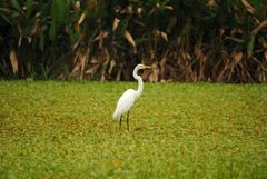 Ardea alba