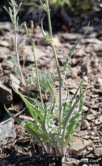 Crepis intermedia