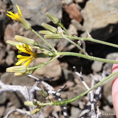 Crepis intermedia