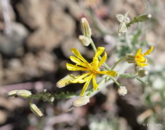 Crepis intermedia