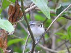 Mecocerculus stictopterus