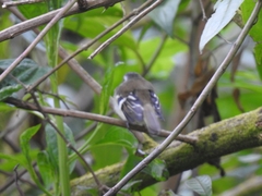 Mecocerculus stictopterus