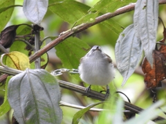 Mecocerculus stictopterus