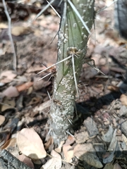 Pereskiopsis aquosa, photograph (c) nasua, some rights reserved (CC BY)