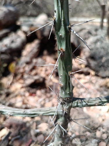 Pereskiopsis aquosa, photograph 5