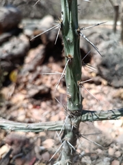 Pereskiopsis aquosa, photograph (c) nasua, some rights reserved (CC BY)