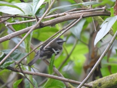 Mecocerculus stictopterus