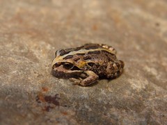 Pleurodema marmoratum