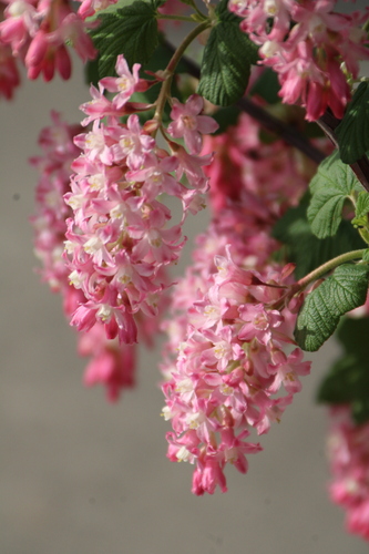 Ribes sanguineum