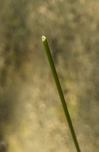 Image of Carex brunnea by (c) 許文俊, some rights reserved (CC BY-SA)
