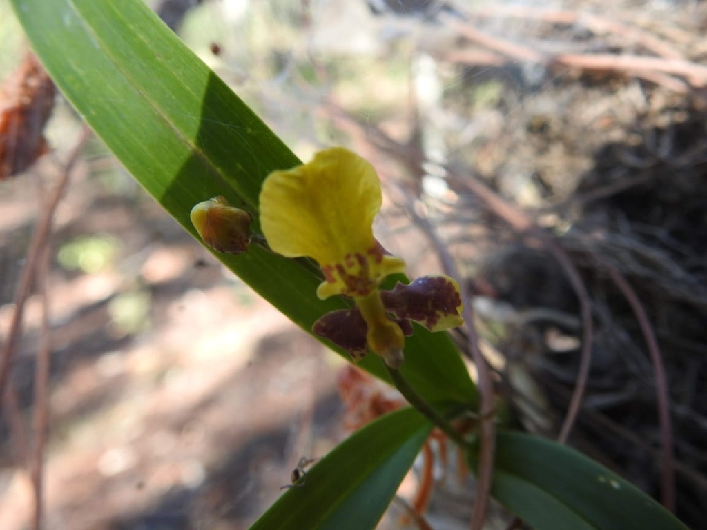 Oncidium reflexum; photograph author not stated, no rights reserved