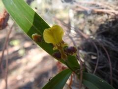 Oncidium reflexum