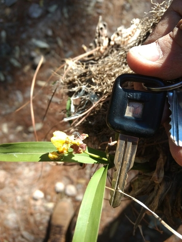 Oncidium reflexum, photograph 1