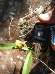 author not stated, no rights reserved Oncidium reflexum, photograph author not stated, no rights reserved
