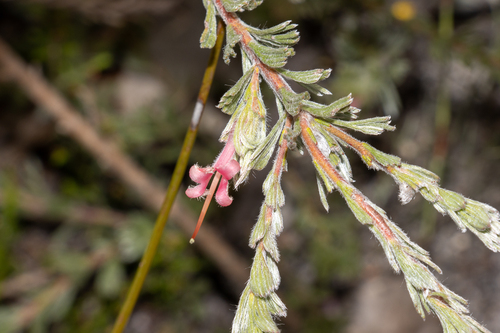 Adenanthos macropodianus (Adenanthos macropodianus)