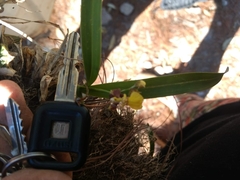 author not stated, no rights reserved Oncidium reflexum, photograph author not stated, no rights reserved