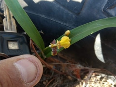 author not stated, no rights reserved Oncidium reflexum, photograph author not stated, no rights reserved