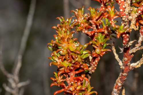 False buckbush (Gyrostemon australasicus)