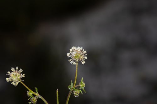 rough stinkweed (Opercularia scabrida)
