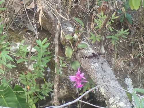 Cattleya walkeriana, photograph 6