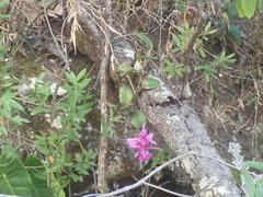 Cattleya walkeriana, photograph author not stated, no rights reserved