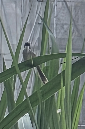 Yellow-bellied Prinia (Prinia flaviventris), photo 8