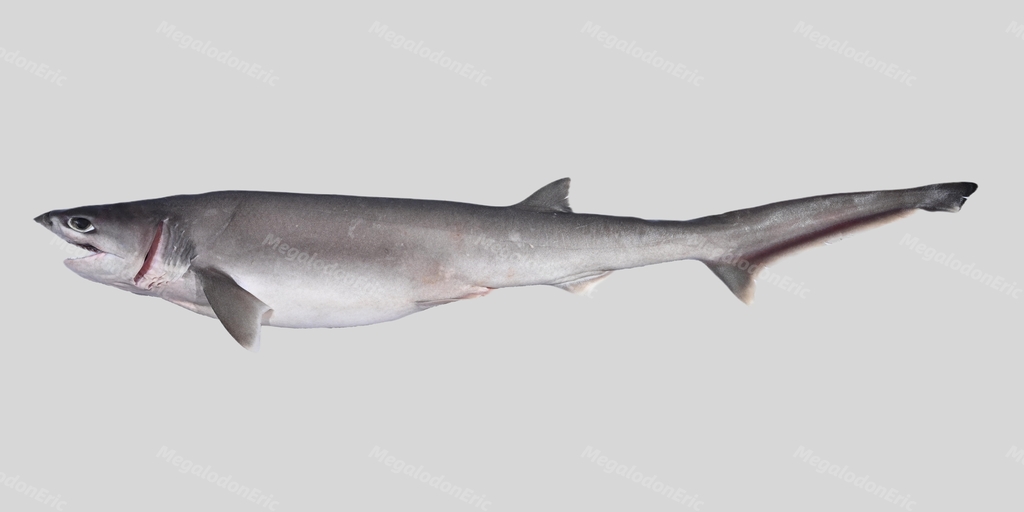 Sharpnose Sevengill Shark