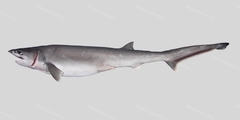 Sharpnose Sevengill Shark photo 2