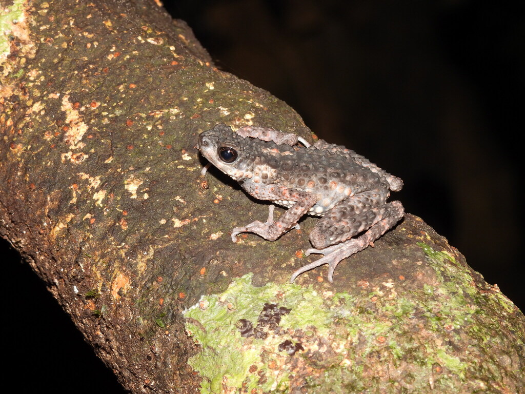 Kodok-langsing Berduri (Ansonia spinulifer)
