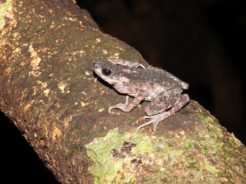 Ansonia spinulifer