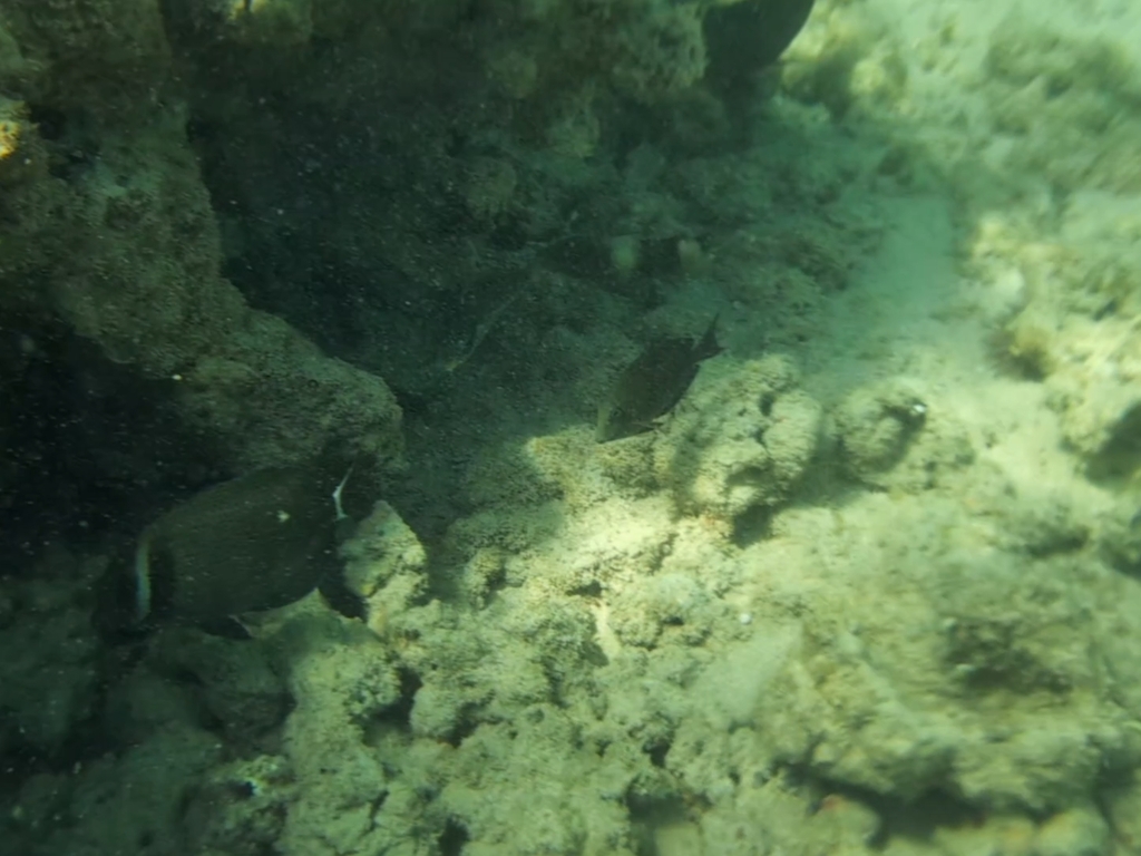 Head-band Surgeonfish
