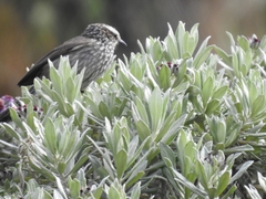 Leptasthenura andicola