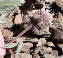 Phacelia hastata compacta
