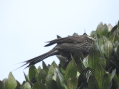 Leptasthenura andicola