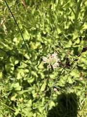 Triantha occidentalis