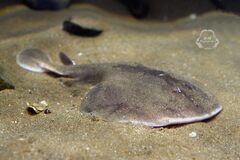 Japanese Sleeper Ray photo 2