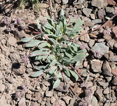 Phacelia hastata compacta