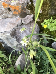 Silene douglasii