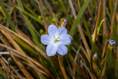 Orthrosanthus multiflorus, photograph 6