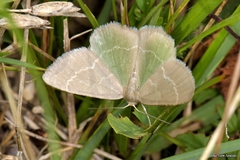 Chlorissa cloraria