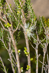 Melaleuca brevifolia, photograph (c) T. Hammer, some rights reserved (CC BY)