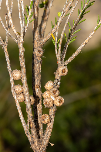 Melaleuca brevifolia, photograph 4