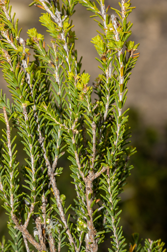 Melaleuca brevifolia, photograph 5