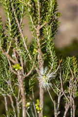 Melaleuca brevifolia, photograph (c) T. Hammer, some rights reserved (CC BY)