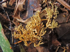 Lentaria byssiseda