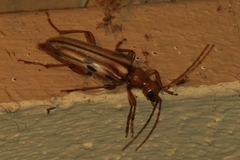Ortholeptura valida