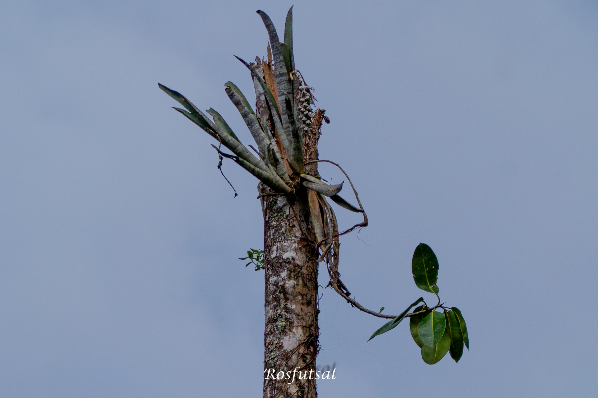 Imagem de Bilbergia-zebrina